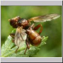 Sicus ferrugineus - Gemeine Breitstirnblasenkopffliege 08.jpg